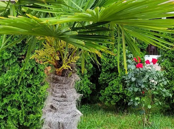 Apartament Vip-zone Sunny Beach